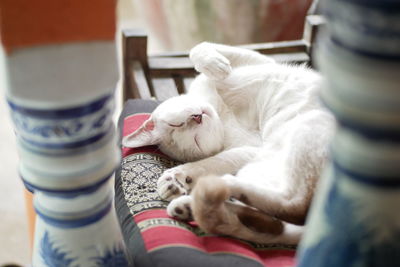 Close-up of a cat sleeping