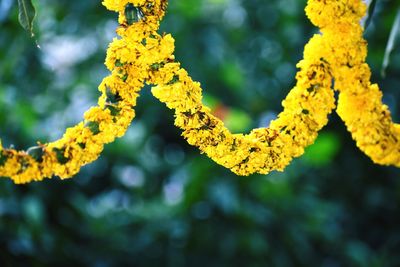 yellow