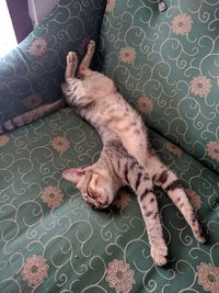 High angle view of cat sleeping on bed