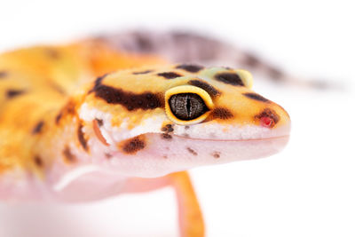 Close-up of snake against white background