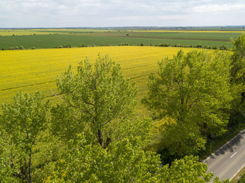 rapeseed