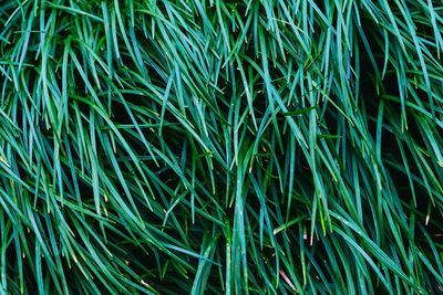 Full frame shot of plants growing on field