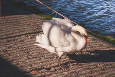 Close-up of a duck on the beach