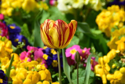 Close-up of yellow tulip