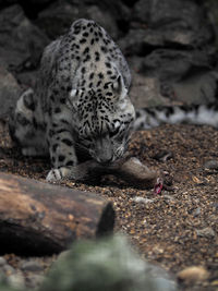 Snow leopard eating rabbit at forest