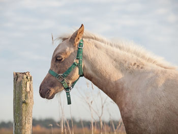 Close-up of horse against sky