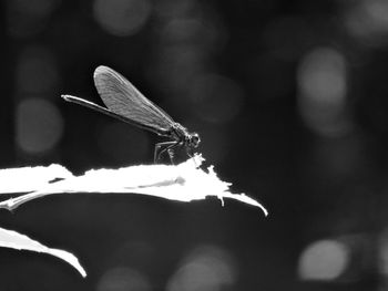 Close-up of butterfly