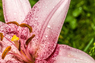 Close-up of wet pink flower