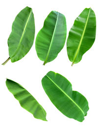 Close-up of leaves against white background