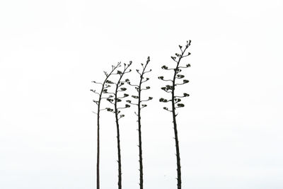 Low angle view of birds flying against clear sky