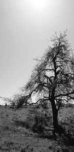 Bare tree on field against clear sky