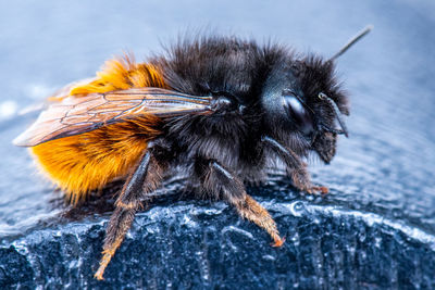 Close-up of bee on rock