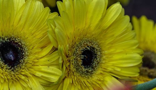 Close-up of yellow flowering plant