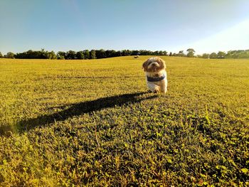 Dog on field against sky