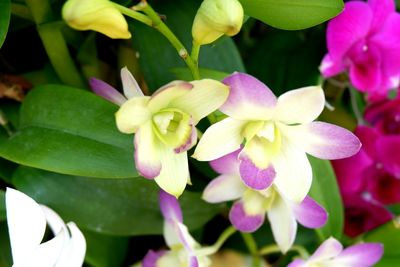 Close-up of purple flowering plants