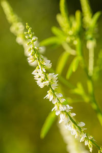 Close-up of plant