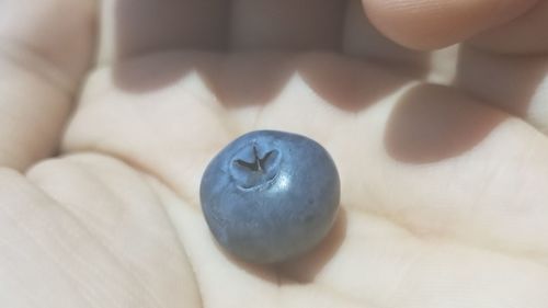 Close-up of hand holding fruit