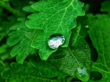 Close-up of water drops on leaves