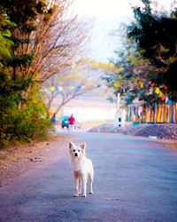 Portrait of dog standing on road