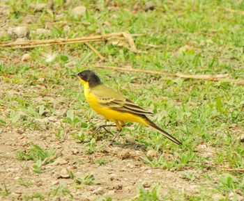 Close-up of bird perching on field