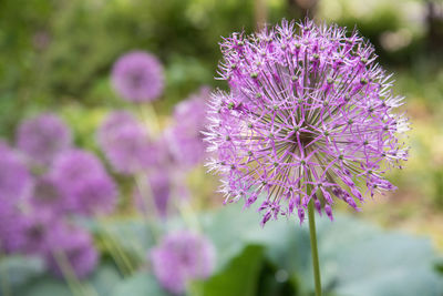 Close-up of purple flowering plant