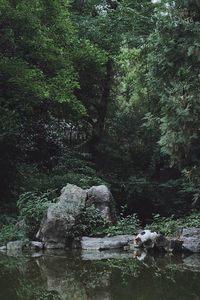 View of water flowing through rocks in forest