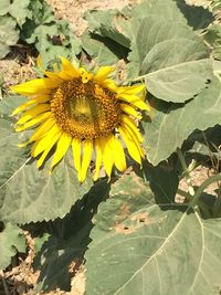 Close-up of sunflower