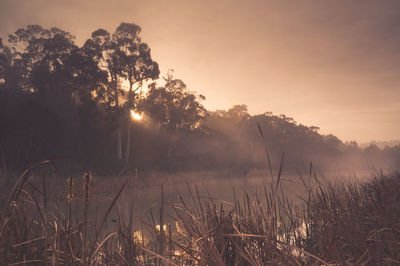 Sun shining through trees
