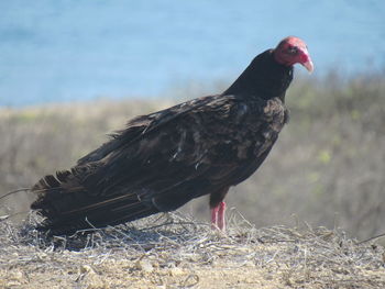 Close-up of a bird perching on a field