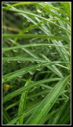 Full frame shot of grass