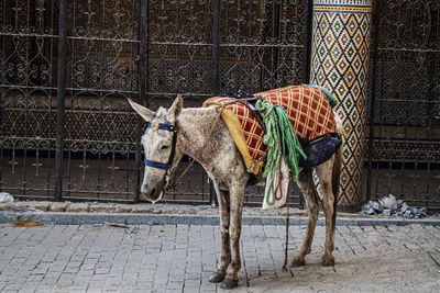 Donkey waiting outside a historical moroccan building in the old medina, fez morocco, africa.