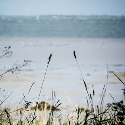 Close-up of grass against lake