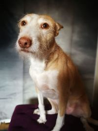 Close-up portrait of dog