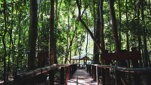 Walkway amidst trees in forest