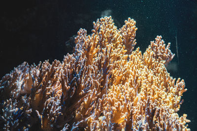 Close-up of coral swimming in sea