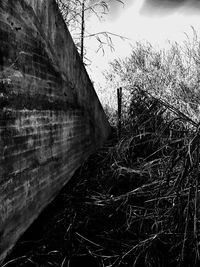 Close-up of tree against sky
