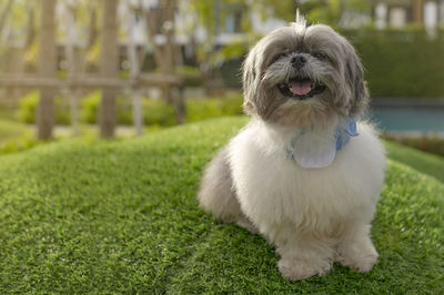 Adorable little dog looking away while sitting on grass in the garden