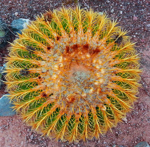 Close-up of cactus