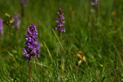 Close-up of purple flowering plants on field