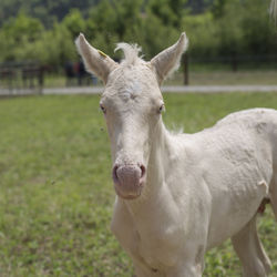 Portrait of a horse on field