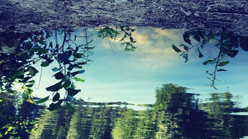 Reflection of trees in water