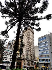 Low angle view of tree with buildings in background