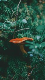 Close-up of mushroom growing in forest