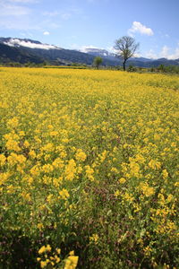 Scenic view of oilseed rape field against sky