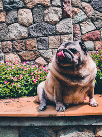 Dog sitting on brick wall