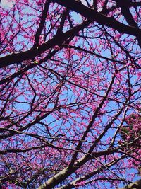 Low angle view of tree against sky