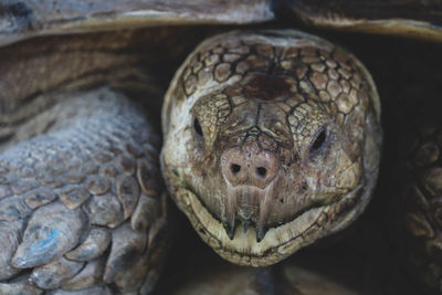 Close-up portrait of a turtle