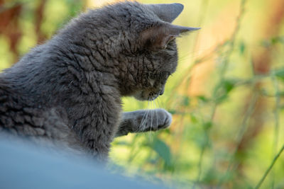 Close-up of a cat looking away