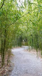 Footpath amidst trees