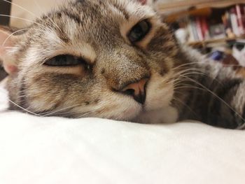 Close-up portrait of cat lying down